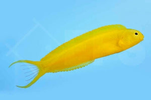 Gelber Schleimfisch (Meiacanthus oualanensis)