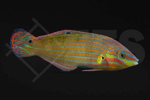 Regenbogenlippfisch (Halichoeres melanurus)