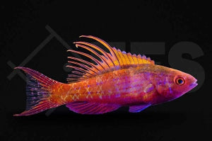 Blauer Zwerglippfisch Paracheilinus cyaneus