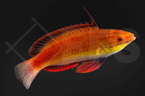 Afrikanischer Zwerglippfisch (Cirrhilabrus africanus)
