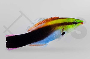Multicolor Putzerlippfisch (Labroides pectoralis)