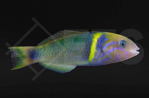 Goldband Lippfisch (Thalassoma hebraicum)