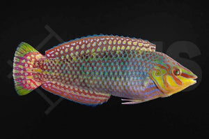 Seegras Junker (Halichoeres argus)