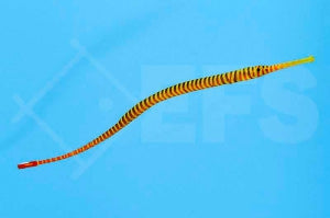 Geringelte Sulu-Seenadel (Dunckerocampus multiannulatus)