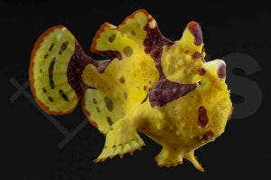Warzen Anglerfisch "Zweifarbig" (Antennarius maculatus)