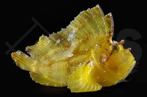 Schaukelfisch "Gelb" (Taenianotus triacanthus)