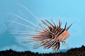 Strahlen Feuerfisch (Pterois radiata)