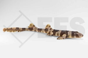 Braungebänderter Bambushai (Chiloscyllium punctatum)