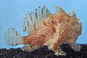 Streifen Anglerfisch (Antennarius striatus)