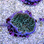 Montipora undata