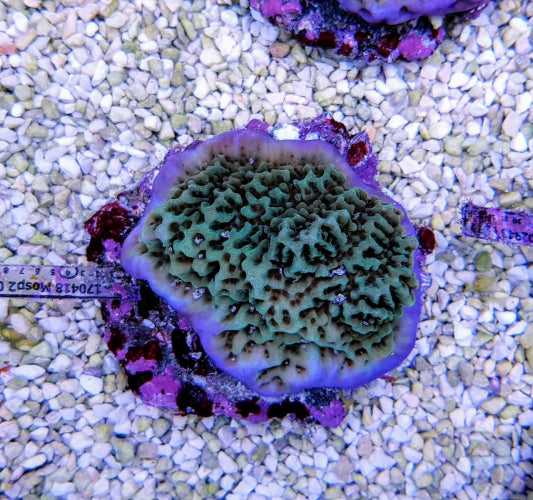 Montipora undata