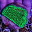 Montipora undata