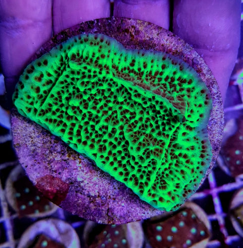 Montipora undata