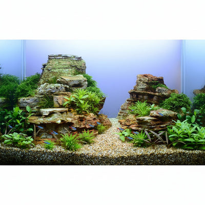 Layout 107 (57 L) 13 Pflanzen