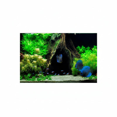Layout 10 (325 L) 16 Pflanzen