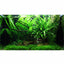 Layout 63 (100 L) 13 Pflanzen