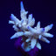 Acropora spp. (Maricultured) (Premium)