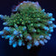 Acropora spp. (Maricultured) (Premium)