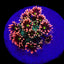 Goniopora spp. (Master Grade) (frag)