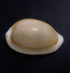 Monetaria annulus