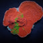Montipora foliosa (Grafted)