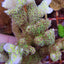 Montipora malampaya