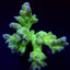 Montipora malampaya