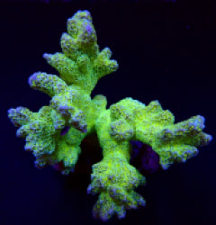 Montipora malampaya