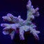 Montipora malampaya