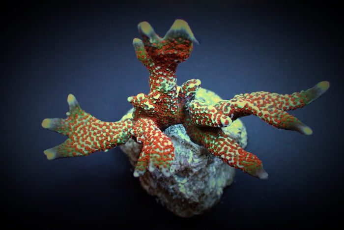 Montipora spp. (Branched) (Forest Fire)