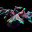 Montipora spp. (Branched) (Forest Fire)