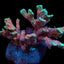 Montipora spp. (Branched) (Forest Fire)