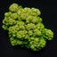 Montipora spp. (Encrusting) (Green)