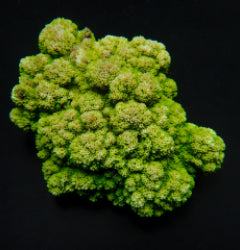 Montipora spp. (Encrusting) (Green)