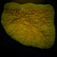 Montipora spp. (Encrusting) (Green)