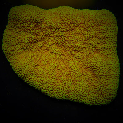 Montipora spp. (Encrusting) (Green)