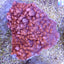 Montipora spp. (Encrusting) (Orange-Red)