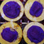 Montipora spp. (Encrusting) (Purple-Blue)