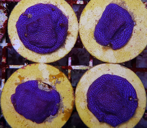 Montipora spp. (Encrusting) (Purple-Blue)