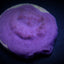 Montipora spp. (Encrusting) (Purple-Blue)