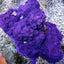 Montipora spp. (Encrusting) (Purple-Blue)