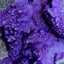 Montipora spp. (Encrusting) (Purple-Blue)