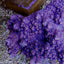Montipora spp. (Encrusting) (Purple-Blue)