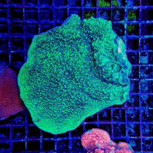 Montipora spp. (Encrusting) (Purple-Pink polyp)