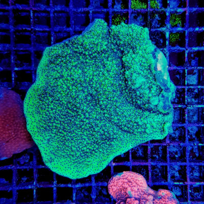 Montipora spp. (Encrusting) (Purple-Pink polyp)