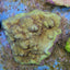 Montipora spp. (Encrusting) (Purple-Pink polyp)