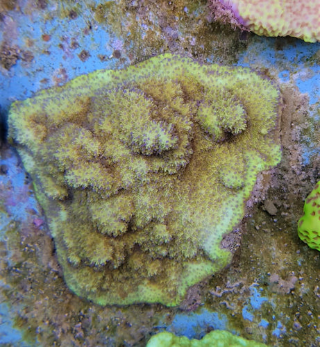 Montipora spp. (Encrusting) (Purple-Pink polyp)