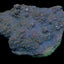 Montipora spp. (Encrusting) (Purple-Pink polyp)