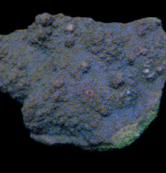 Montipora spp. (Encrusting) (Purple-Pink polyp)