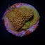 Montipora spp. (Encrusting) (Red polyp)